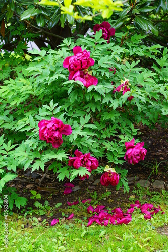 Pink tree peony flower in the garden