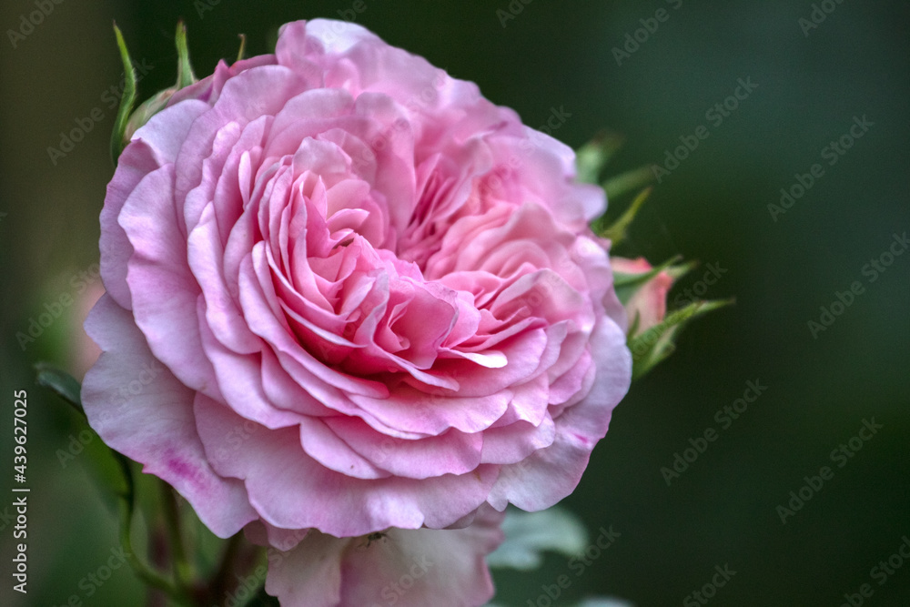 Close-up of beautiful, pink Paeonia lactiflora, peonia Close-up of beautiful, pink Paeonia lactiflora, peonia