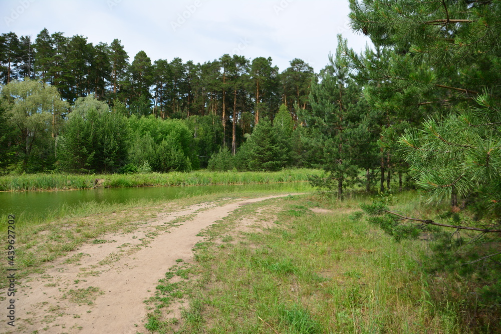 road in the forest going along the lake with spruce trees on the background road in the forest going along the lake with spruce trees on the background