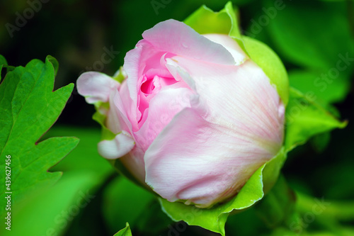 Pink tree peony flower in the garden