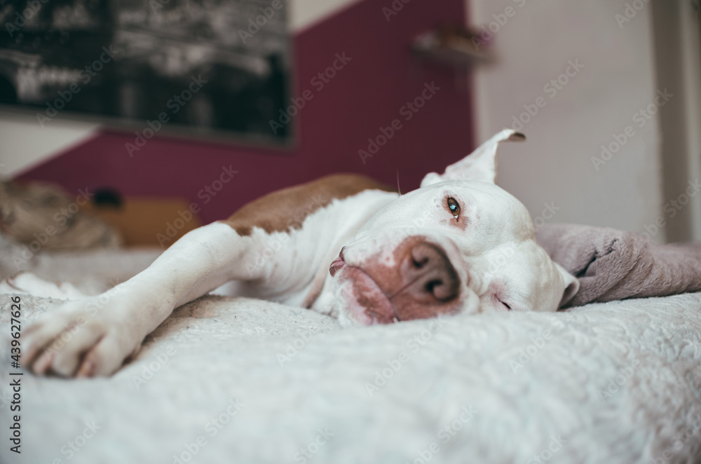 pitbull on the bed