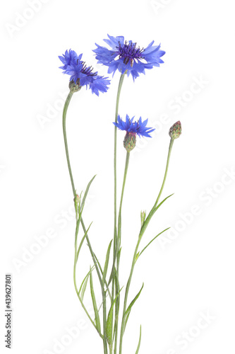 Beautiful light blue cornflowers isolated on white