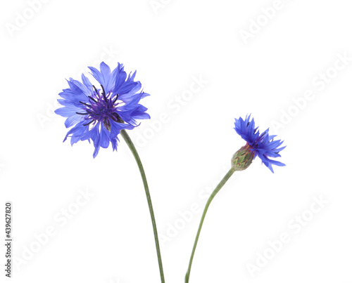 Beautiful light blue cornflowers isolated on white