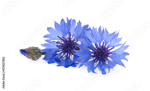 Beautiful light blue cornflowers isolated on white photo