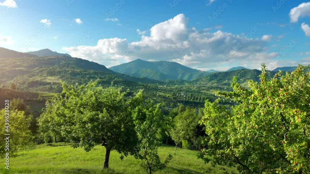 Flying above beautiful hills and trees, summer landscape drone footage Flying above beautiful hills and trees, summer landscape drone footage