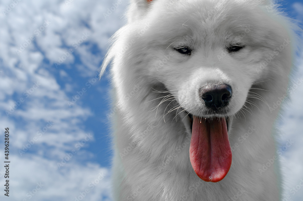 White Samoyed dog on a background of blue sky White Samoyed dog on a background of blue sky