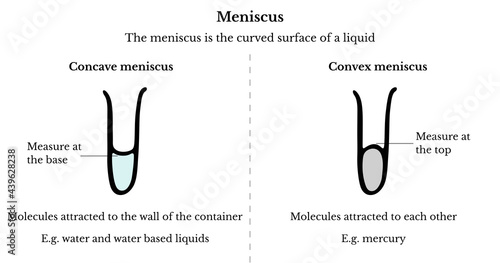Concave meniscus and convex meniscus differences chart, vector illustration