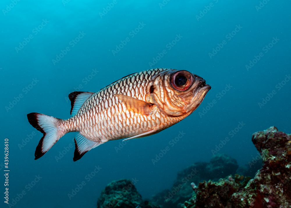 Fototapeta premium Shadowfin soldierfish, Myripristis adusta, in Maldives