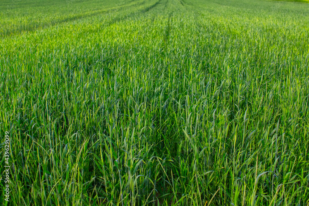 Green wheat close-up, green wheat field background Green wheat close-up, green wheat field background