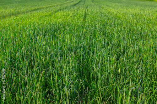 Green wheat close-up  green wheat field background