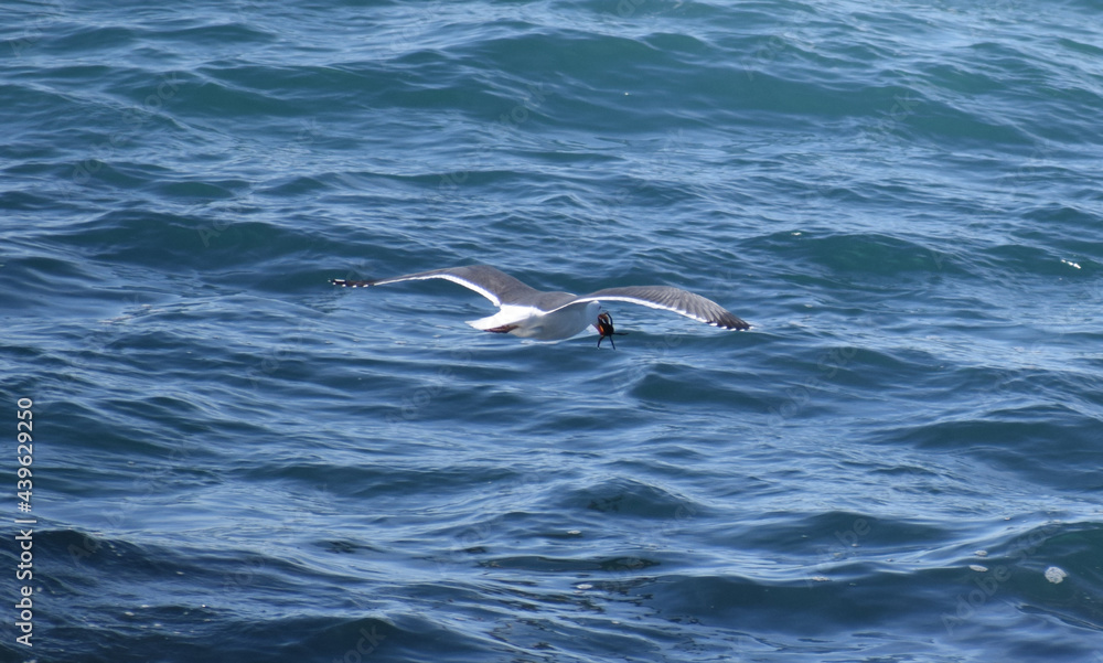 Naklejka premium Seagull with a captured crab at Sea Ranch