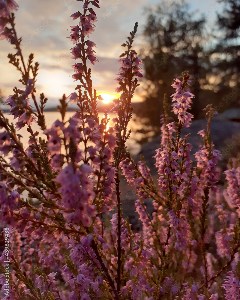 Obraz premium Calluna in the sunset
