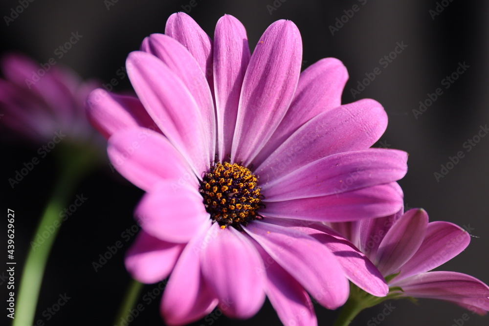 Obraz premium Bornholmer Margerite