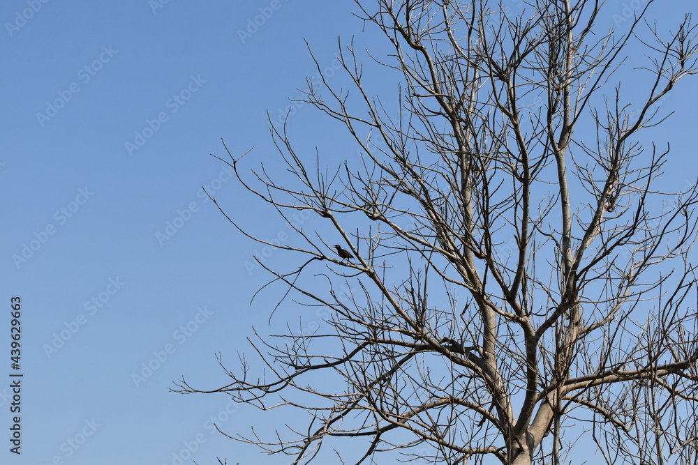 old tree with green spring leaves. big tree with branch. green leaves of big tree. Fresh environment in village old tree with green spring leaves. big tree with branch. green leaves of big tree. Fresh environment in village