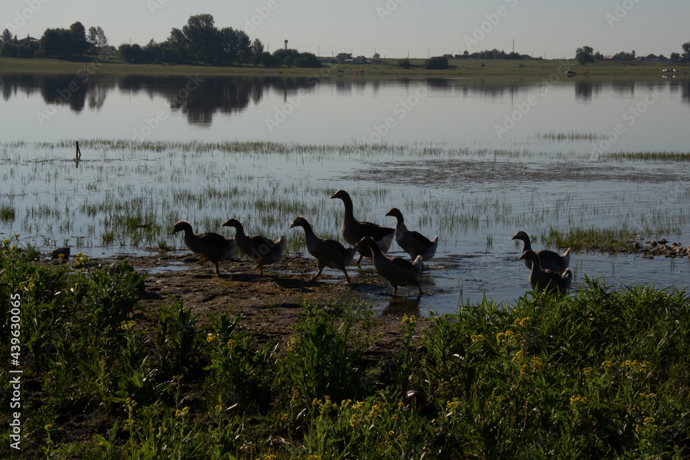 Family of geese swims lake Irdigi, Chelyabinsk region, Russia Family of geese swims lake Irdigi, Chelyabinsk region, Russia