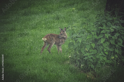 Fototapeta Deer youngling (fawn) alone on clearing
