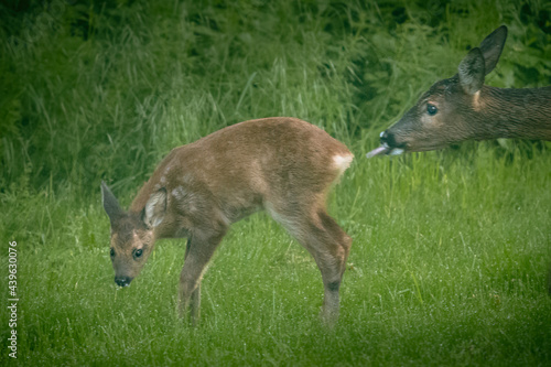 Fotografija Mother eer with fawn (youngling) on a clearing