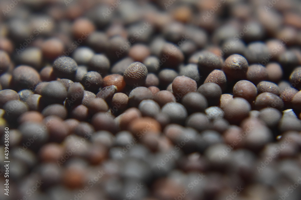 A close up picture of mustard seeds in black A close up picture of mustard seeds in black