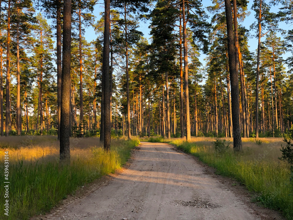 Quiet gravel road through the pine forest at sunset in the middle of summer