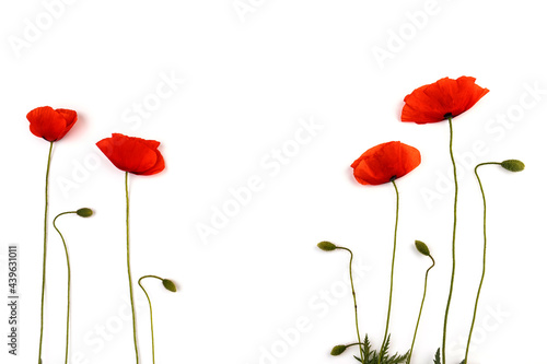 Red field poppies  Papaver rhoeas  isolated on white background