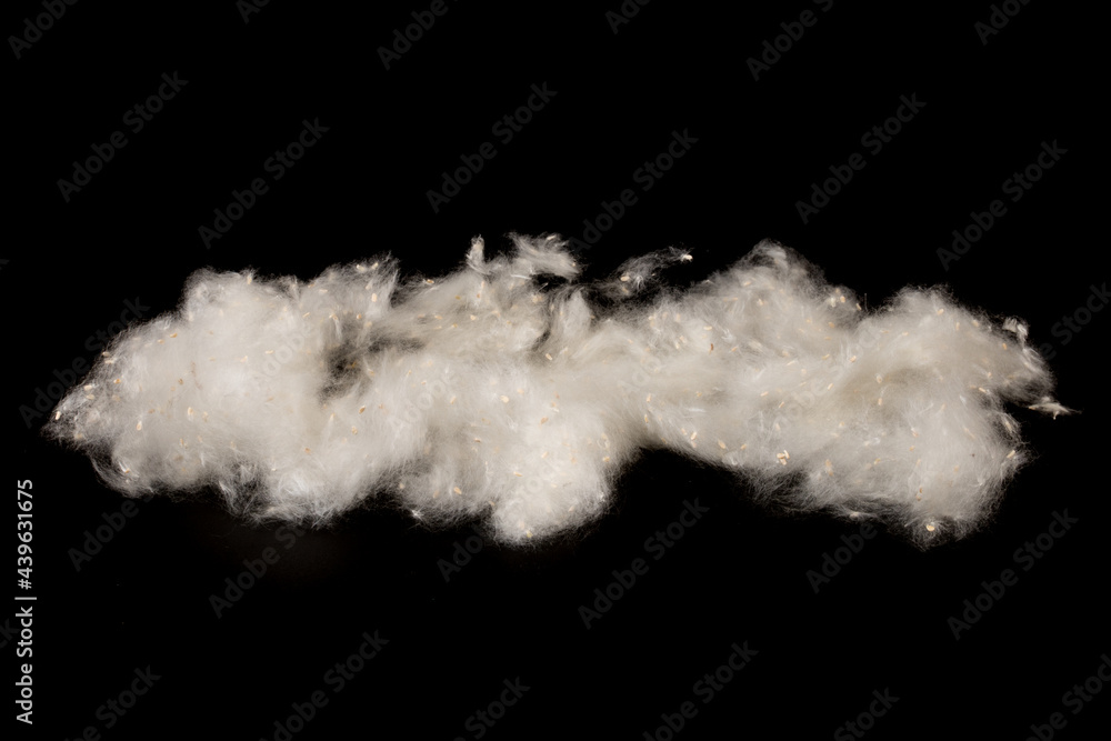 Fluff of poplar trees close-up. Allergy to poplar seeds. Fluff of poplar trees close-up. Allergy to poplar seeds.