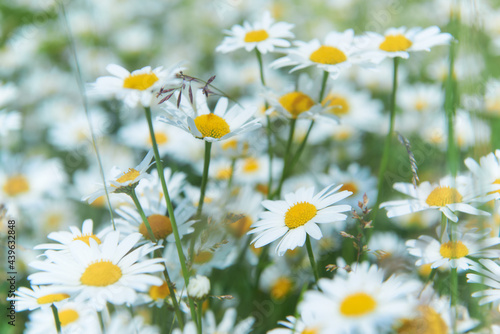 Nature background with wild flowers camomiles. Close up. 