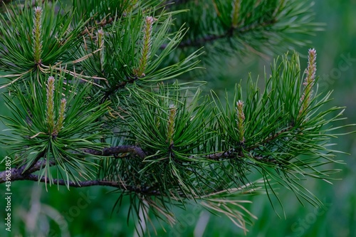 The branch of pine in forest, Siberia, Russia.