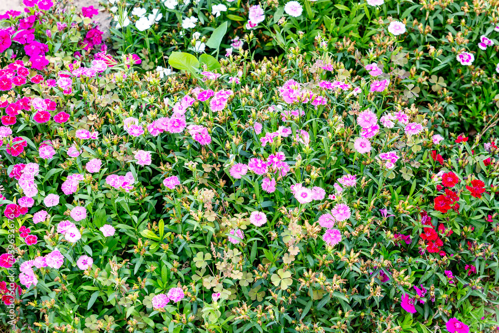 green meadow with multicolored wild flowers in springtime