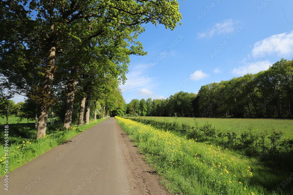 View on yellow rapeseed field with green trees and rural road in dutch rural landscape in spring .