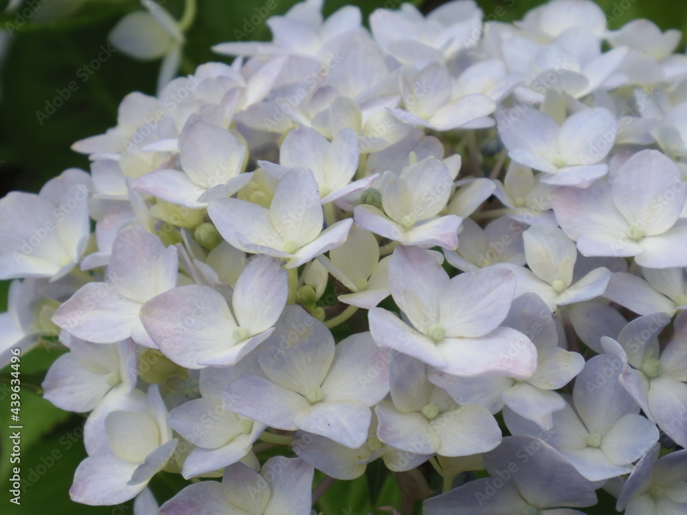 アジサイの花(紫陽花) アジサイの花(紫陽花)
