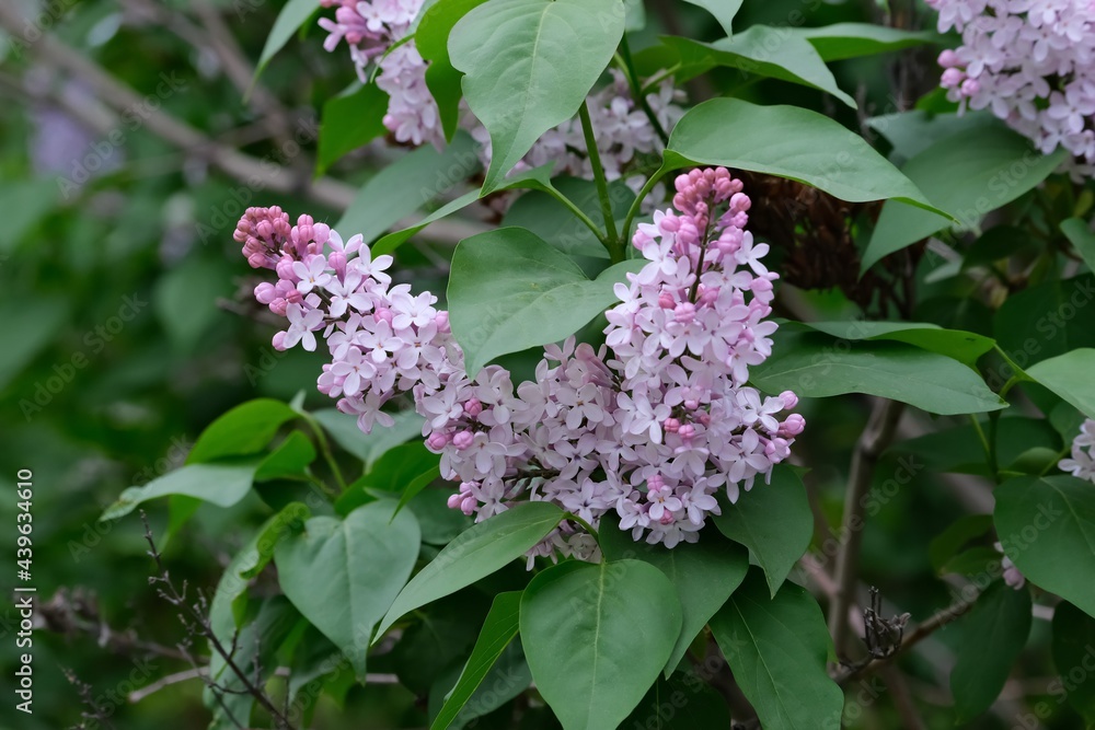 The flowers in forest, Siberia, Russia. The flowers in forest, Siberia, Russia.