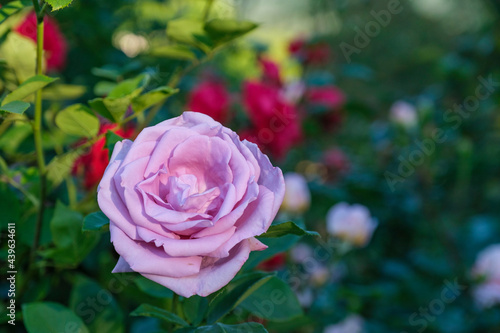 Flowers and berries