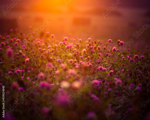 A beautiful landscape of a blooming red clover field during the sunrise. Summertime scenery of Northern Europe.