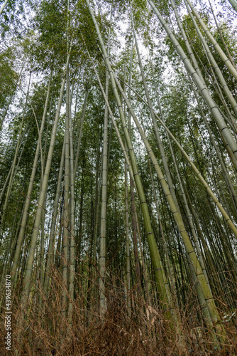 bamboo tree forest