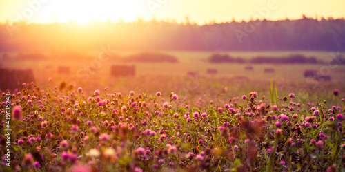 A beautiful landscape of a blooming red clover field during the sunrise. Summertime scenery of Northern Europe.