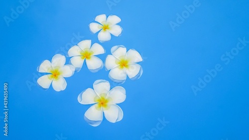 Beautiful frangipani flowers with blue water background  relaxation atmosphere  plumeria floating in tropical blue water