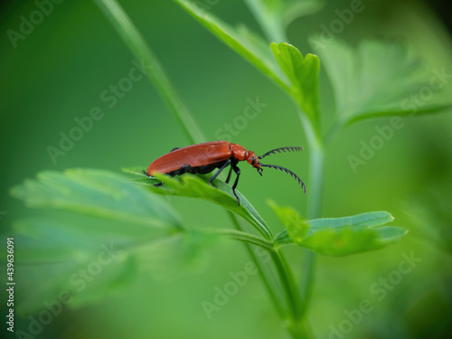 Pyrochroa serraticornis aka Red headed cardinal beetle, on leaf. NB Narrow deth of field to achieve blurry background and copyspace. photo