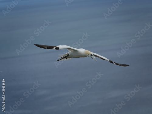 gannet  Morus bassanus  flying over ocean