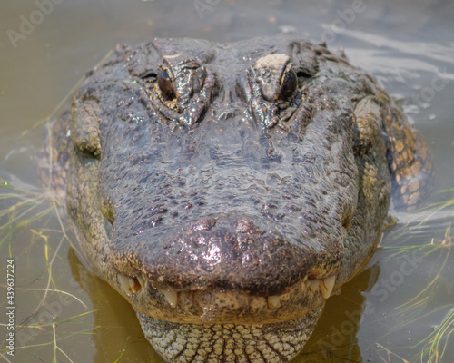Fotografija Closeup shot of a crocodile head