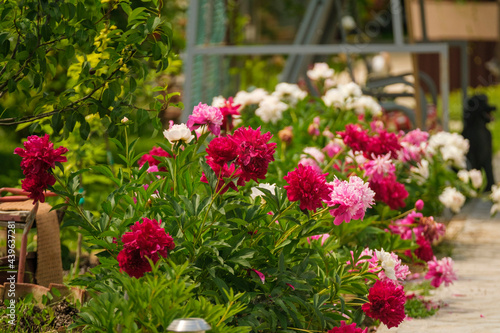 Wallpaper Mural Flowers and berries Torontodigital.ca