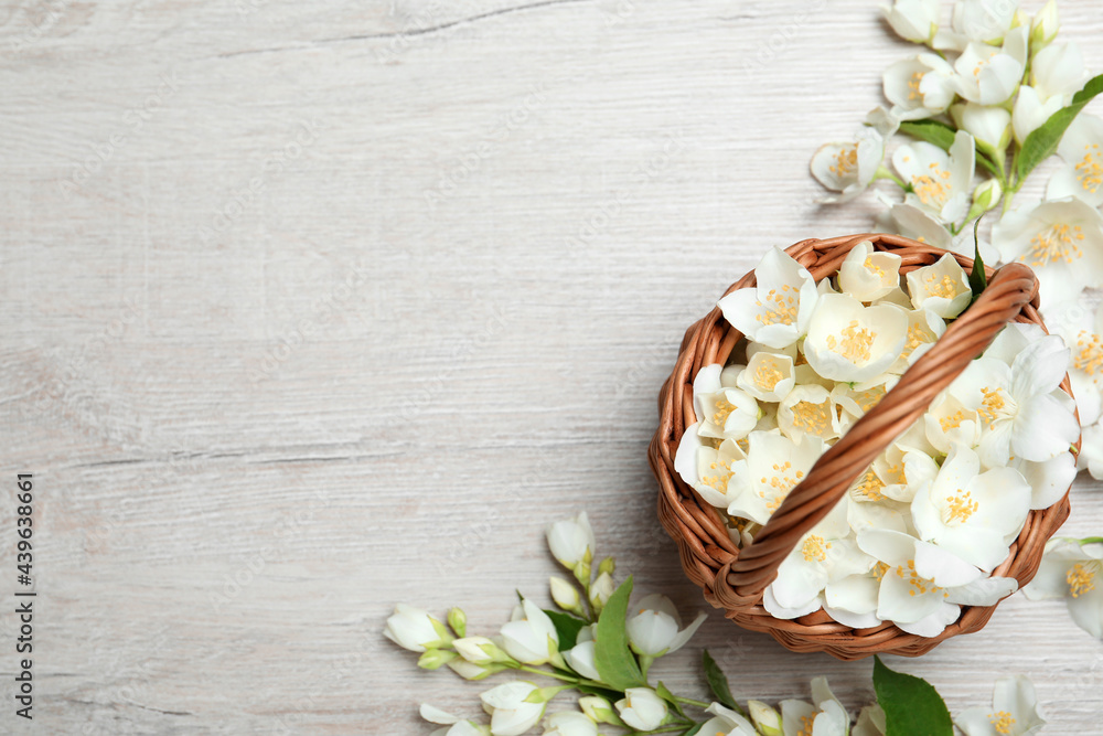 Flat lay composition with beautiful jasmine flowers on white wooden background. Space for text Flat lay composition with beautiful jasmine flowers on white wooden background. Space for text