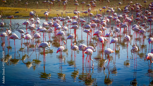 фотографія Flock of pink flamingo on the blue lake.