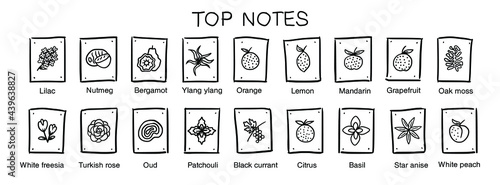 Vector  icons aromas top notes. Top notes pyramid chart with examples of popular aroma essences. Smell categories are oriental, woody, fresh and floral. Trend  examples of scents. Hand-drawn symbol.