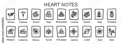 Vector  icons aromas heart notes. Heart notes pyramid chart with examples of popular aroma essences. Smell categories are oriental, woody, fresh and floral. Trend  examples of scents. 
