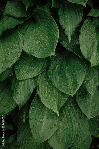 green leaves hosts with raindrops in the garden