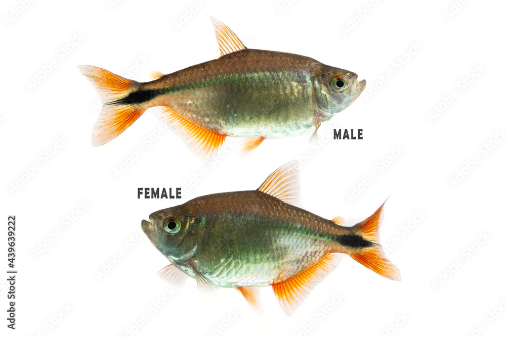 Fototapeta premium Buenos Aires tetra (Hyphessobrycon anisitsi) isolated on white background