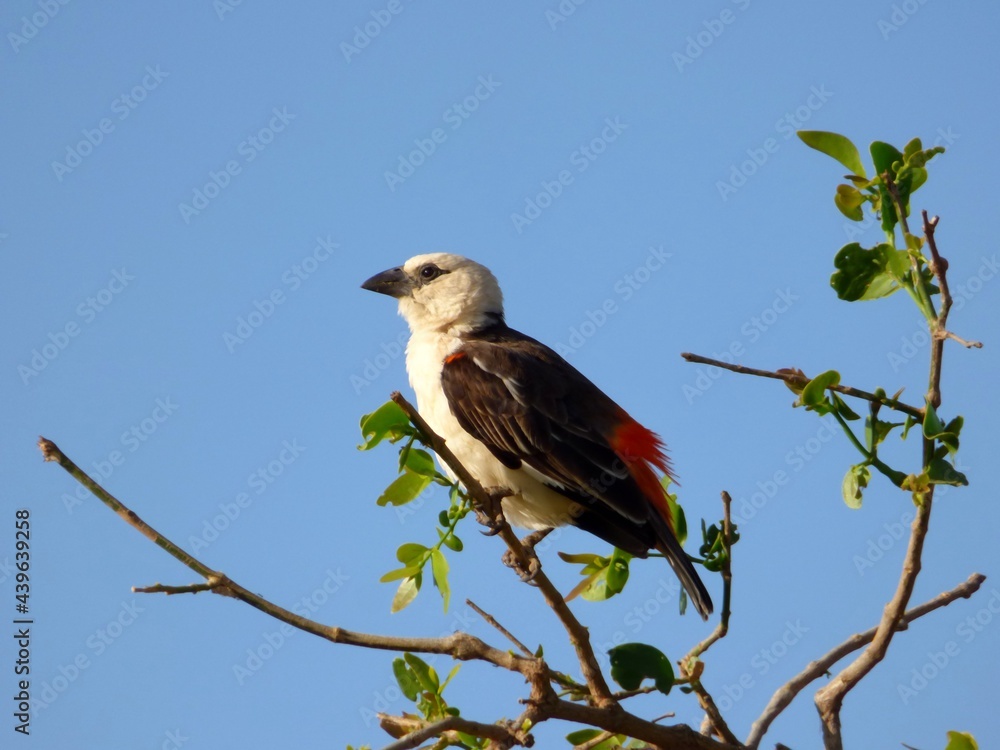 Oiseau d'afrique : Alecto à tête blanche aussi appelé Tisserin dinemelli ou Tisserin des buffles Oiseau d'afrique : Alecto à tête blanche aussi appelé Tisserin dinemelli ou Tisserin des buffles