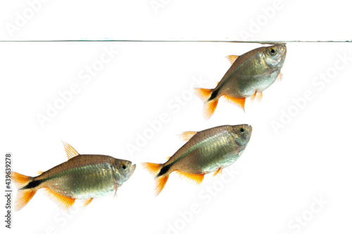 Buenos Aires tetra (Hyphessobrycon anisitsi) isolated on white background