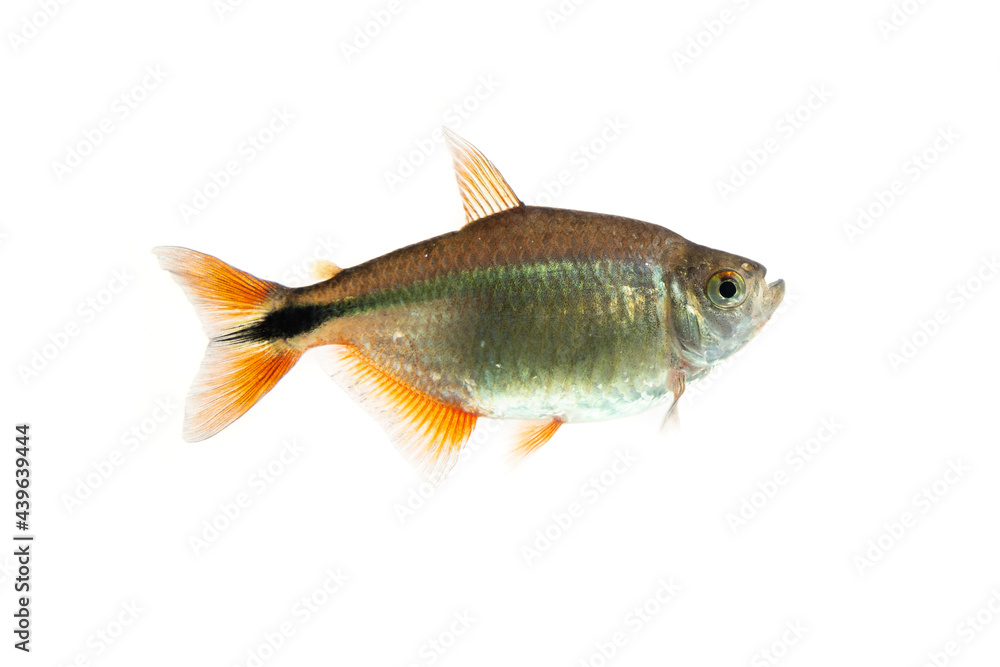 Buenos Aires tetra (Hyphessobrycon anisitsi) isolated on white background Buenos Aires tetra (Hyphessobrycon anisitsi) isolated on white background