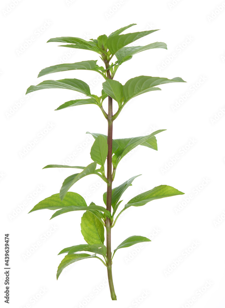 Young basil branch